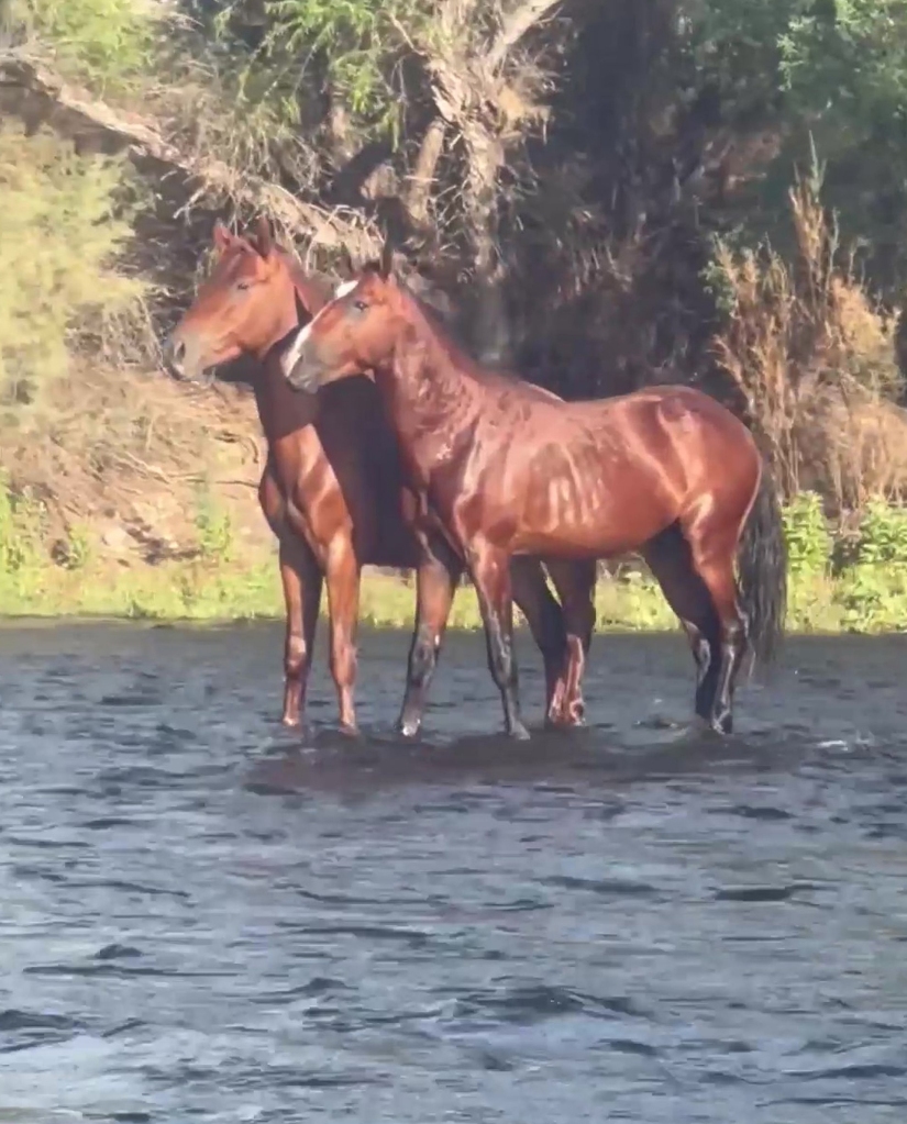 "Are the two horses called JESUS & CHRIST?" one viewer asked, claiming the clip had Biblical overtones. 