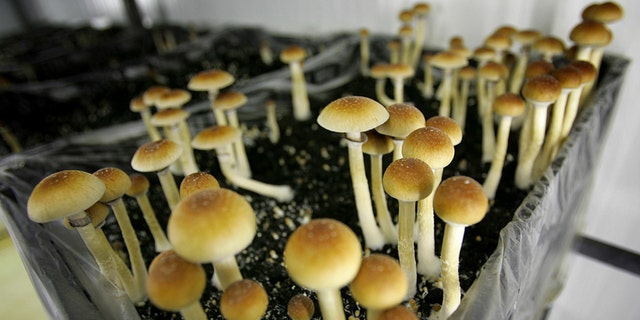 FILE PHOTO: Psilocybin mushrooms are seen in a grow room in this file photo. 