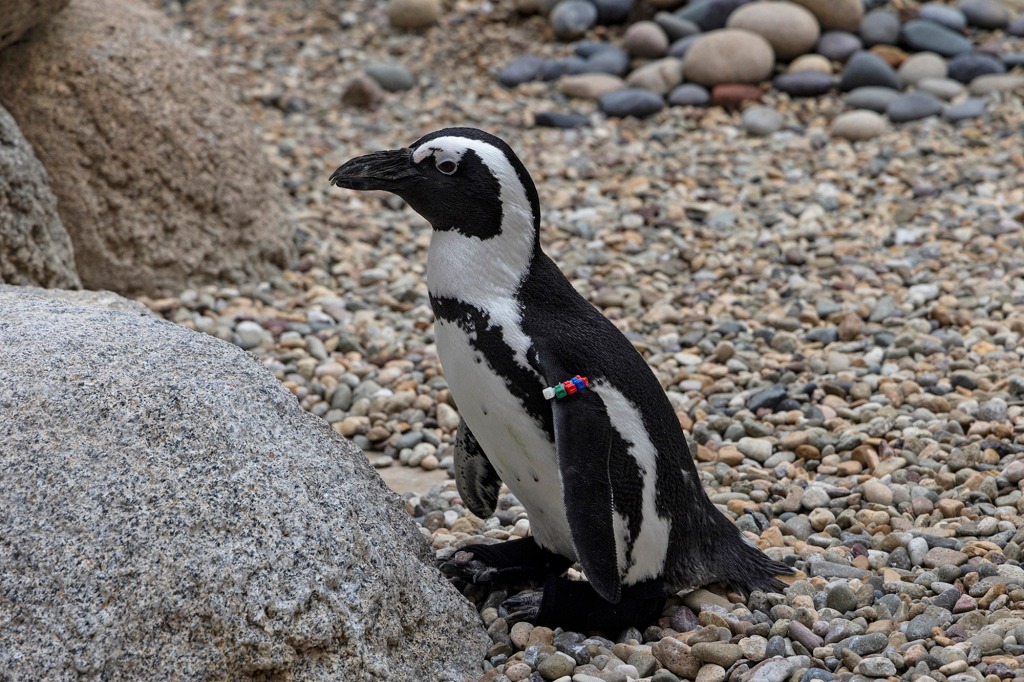 The 4-year-old penguin named Lucas has lesions on his feet due to a chronic condition known as bumblefoot.