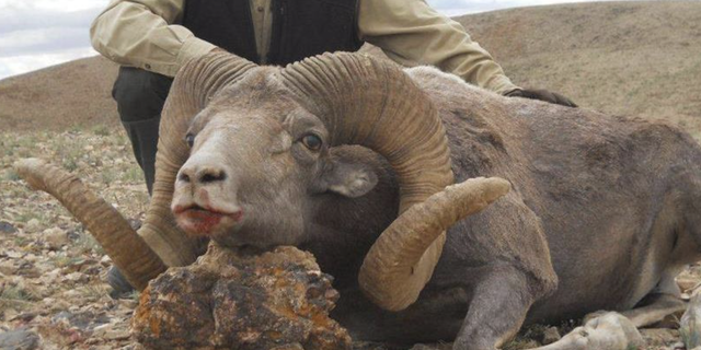 Lawrence Rudolph with a ram he hunted. He's on trial for murdering his wife so he could run off with his mistress.