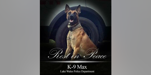 A memorial photo of fallen Lake Wales Police K-9 Max. Max was killed in the line of duty on Wednesday while apprehending a suspect. (Lake Wales Police Dept. Facebook)