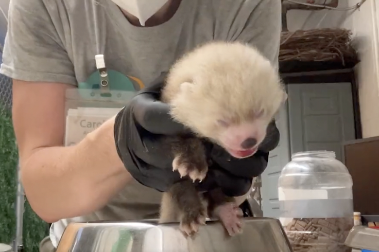 A zookeeper holds the baby Red Panda.