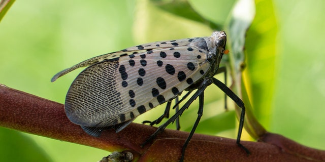 Close-up of spotted lanternfly on peach tree in Berks County, Pennsylvania.