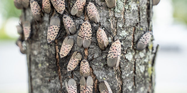 Spotted Lanternfly (lycorma delicatula) infestations have caused Pennsylvania's Department of Agriculture to issue a quarantine invasive insect.
