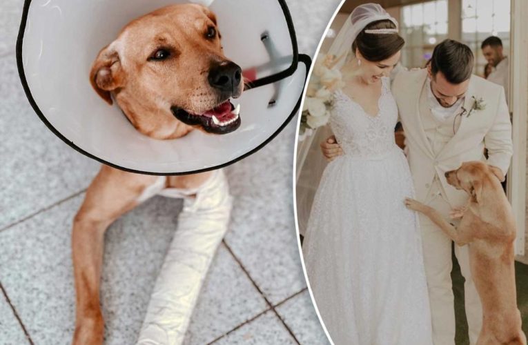 A stray dog who was adopted after crashing a wedding