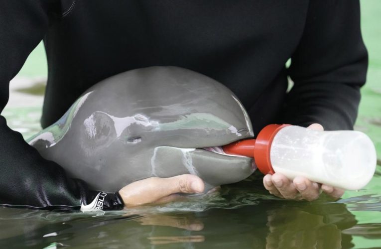 Dolphin nursed back to health in Thailand