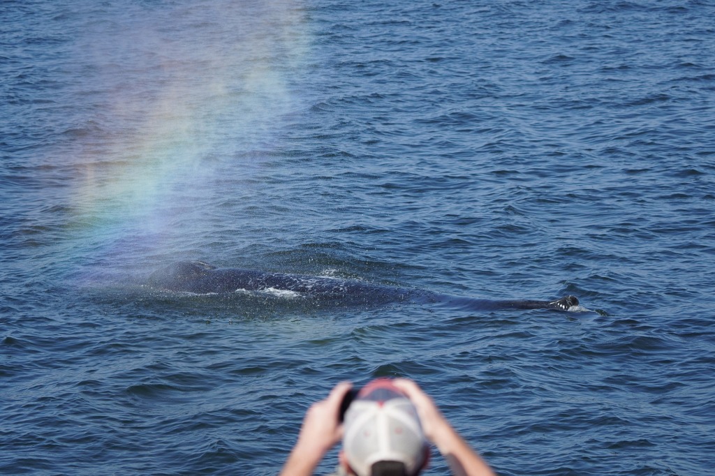 A man with a camera takes a picture of a whale.