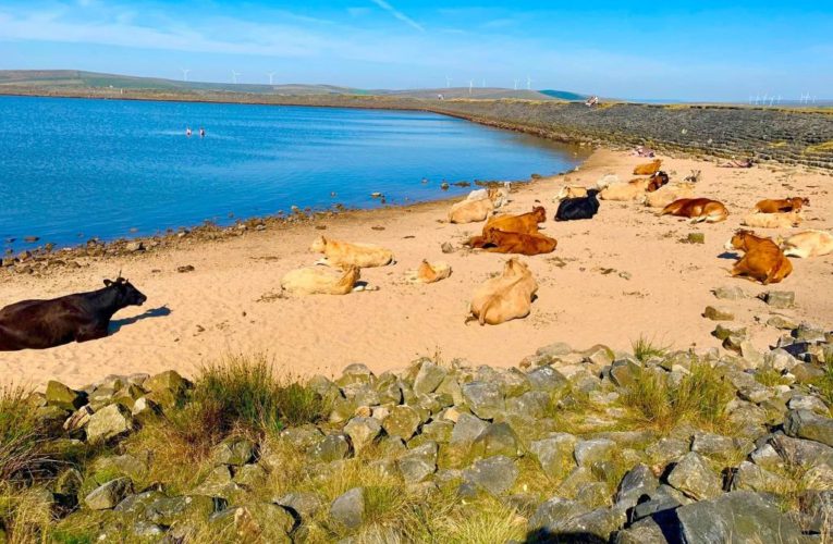 Cows invade beach, take over sunbathing hot spots