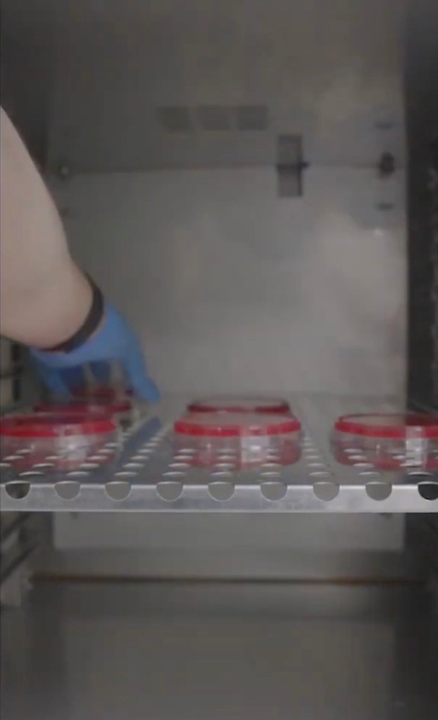 Petri dishes in incubator