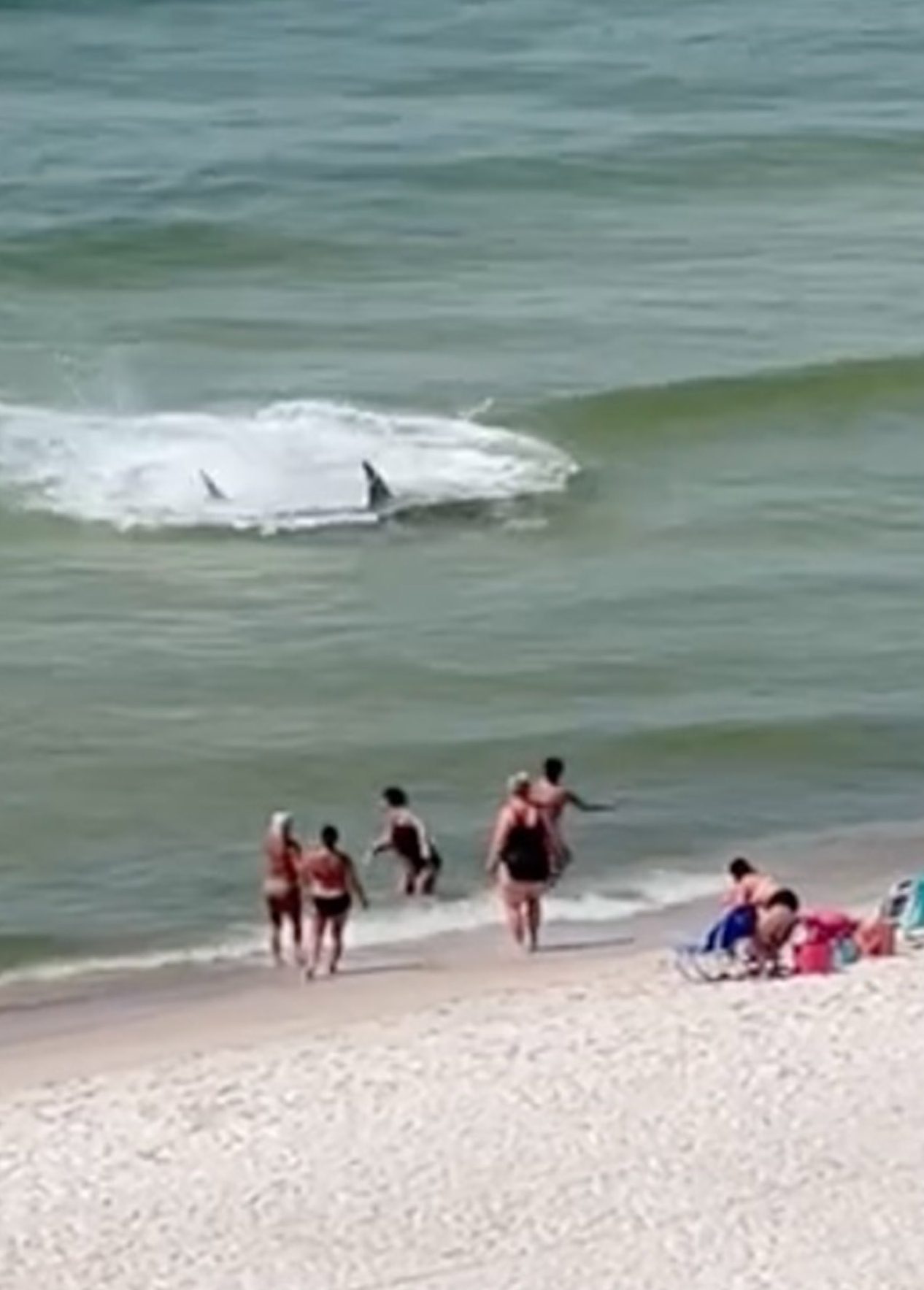 Peek told Storyful that she had spotted at least 15 sharks circling off the waters of Orange Beach on Monday, but the one in the video was the biggest of the lot.
