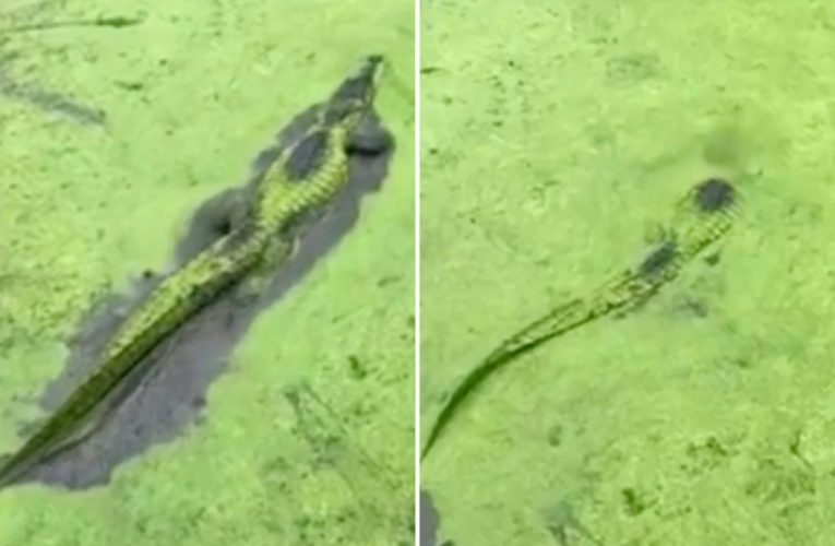 Texas alligator stuns viewers with its stealthy, slippery moves