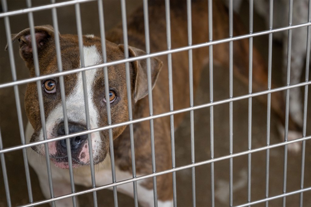 One shelter in Charlotte, North Carolina reported that euthanizations are up 40% from last summer.