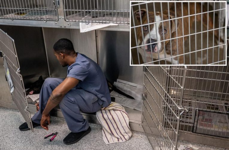 Overcrowded animal shelters dealing with staffing shortages