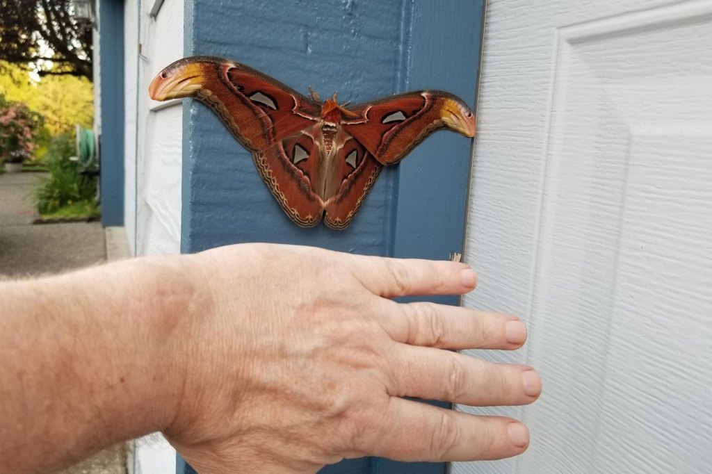 Atlas moth, hand