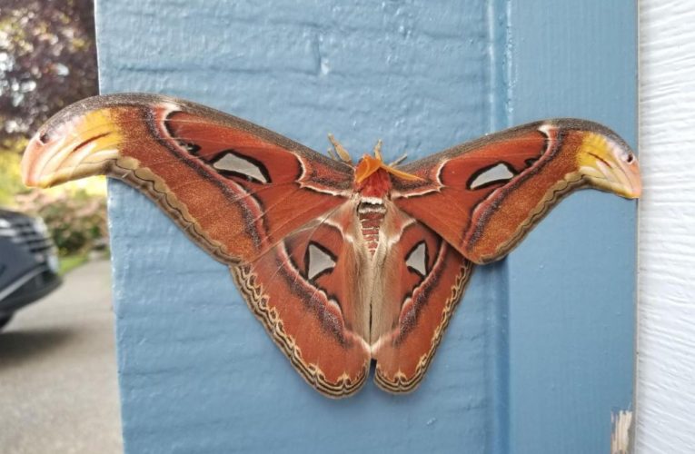 One of world’s largest moths discovered for first time in US