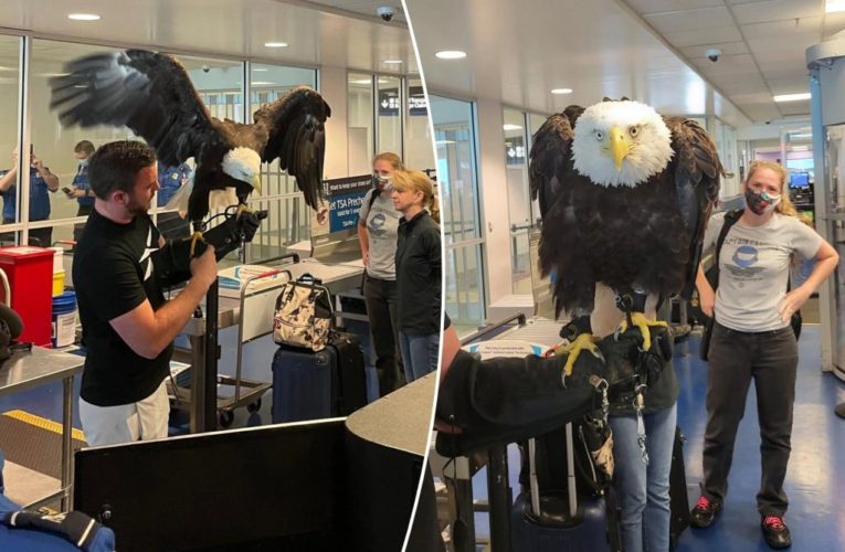 Bald eagle spotted going through TSA line at Charlotte Douglas International Airport