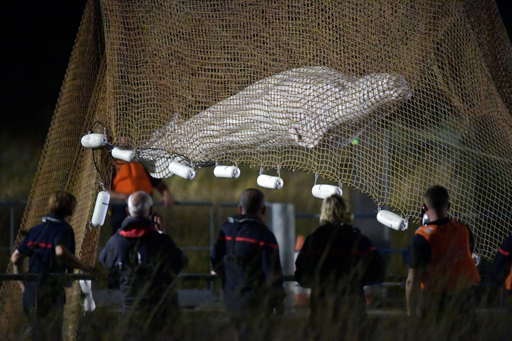 Rescuers pull up a net as they rescue a beluga whale stranded in the River Seine at Notre Dame de la-Garenne, northern France, on August 9, 2022.