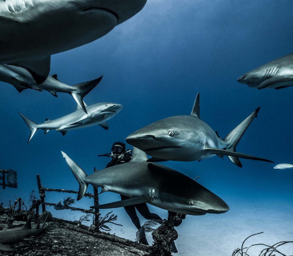 "When the shark is gently turned on their back, it’s thought to disorientate them, causing them to enter the state," explained shark conservation charity Shark Trust.