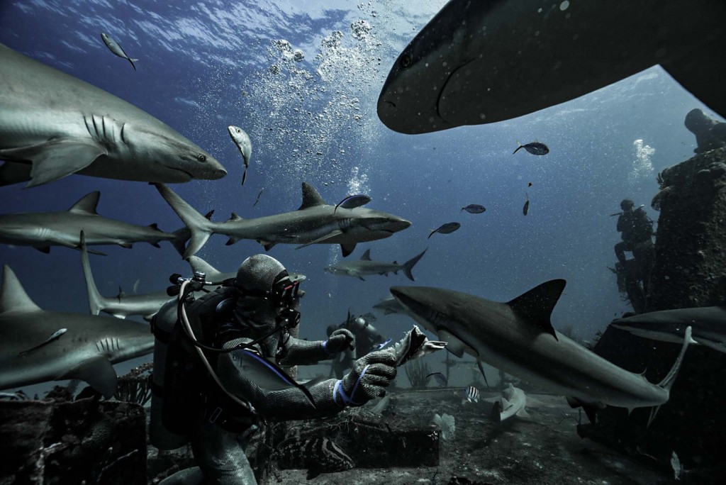 The Caribbean reef shark has been known to attack humans on occasion.