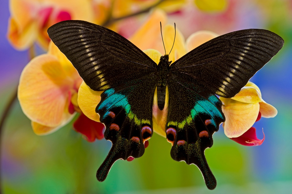 In ancient Greek, the word for butterfly is "psyche," which is translated to "soul."