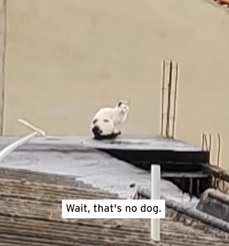 Until a noise is made and the 'dog' turns around, revealing it's actually a cat.