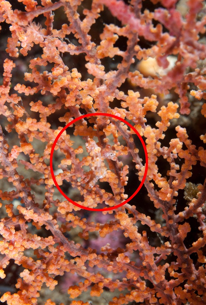 The seahorse was cleverly hidden amongst the coral.