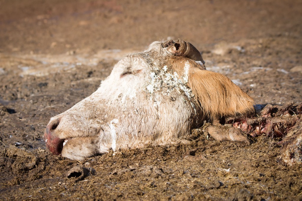 Cattle mutilations have been going on for decades.