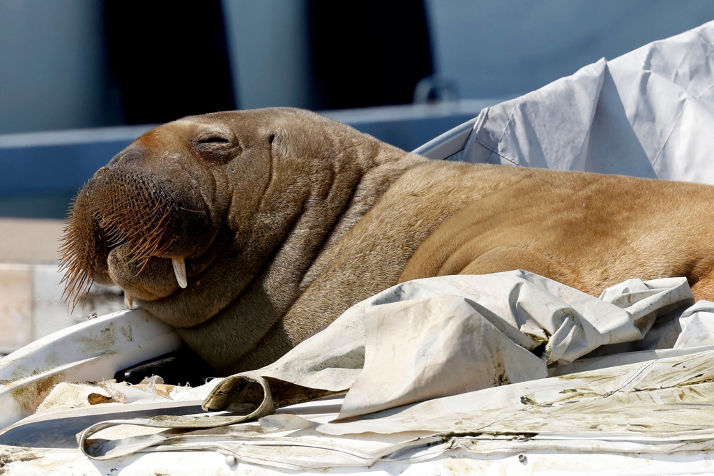 Freya the walrus.