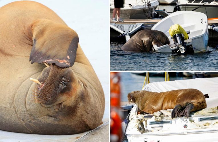 Norway euthanizes beloved walrus Freya because of crowds