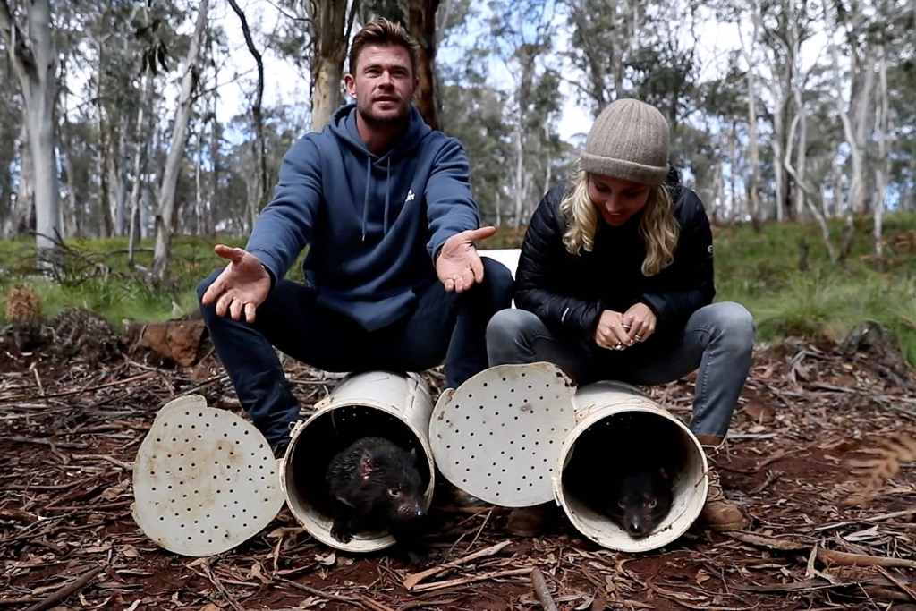 Chris Hemsworth (L) and Elsa Pataky (R) releasing Tasmanian devils into a wild santuary on Barrington Tops in Australia's New South Wales state. - Tasmanian devils have been released into the wild on Australia's mainland 3,000 years after the feisty marsupials went extinct there, in what conservationists described on October 5 as a "historic" step. 