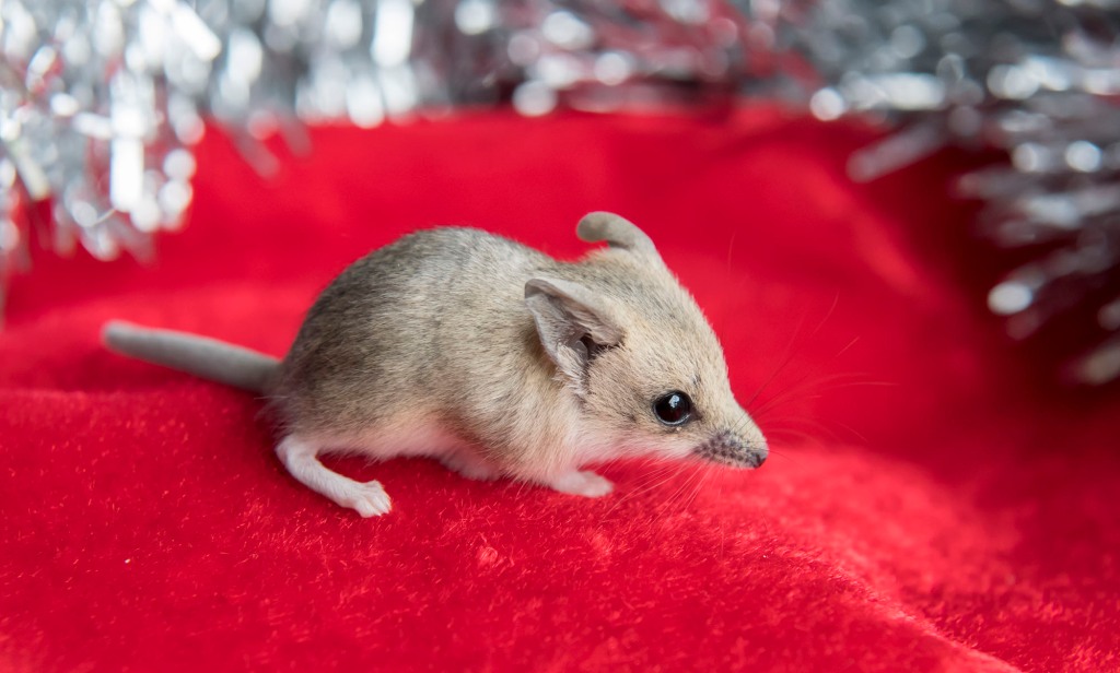 A fat-tailed dunnart 