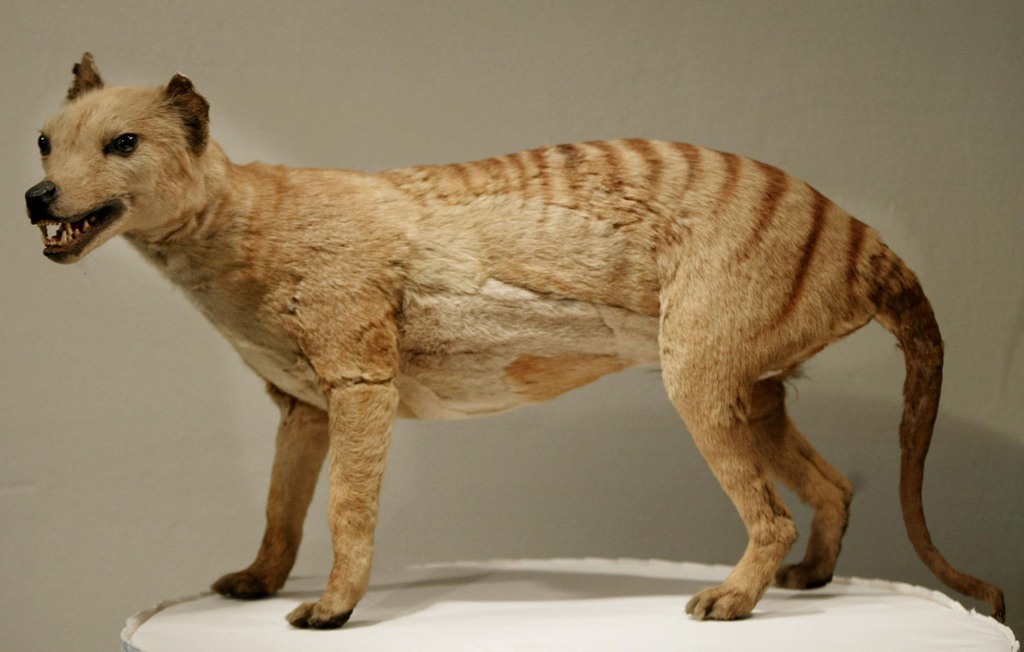 stuffed Tasmanian tiger