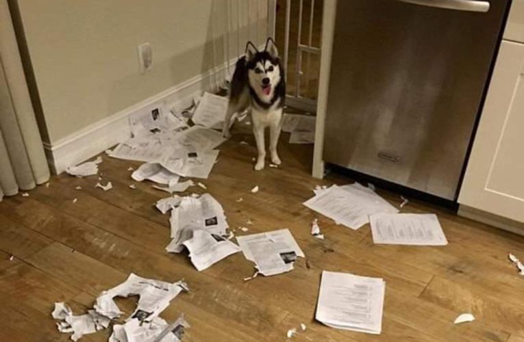 Teacher reveals dog ate her students’ homework