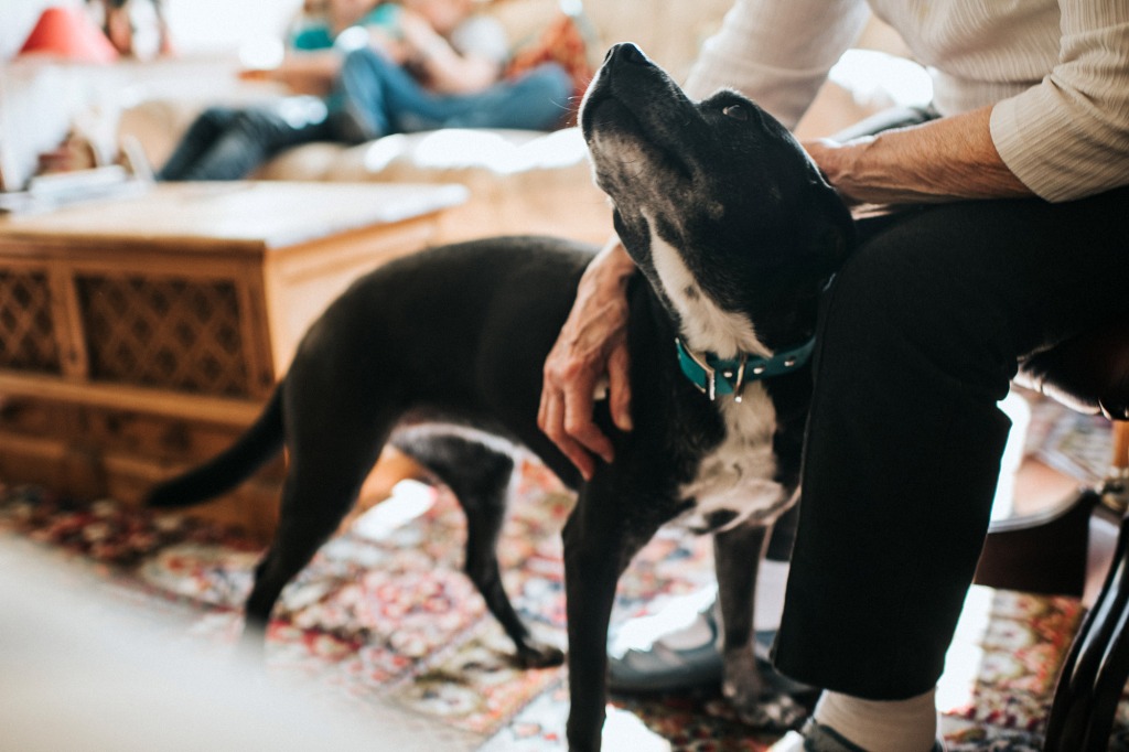 CCD is a common disorder among senior dogs. Pictured, a dog with their owner.