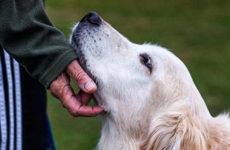 Dog dementia risk increases 52% annually after age of 10