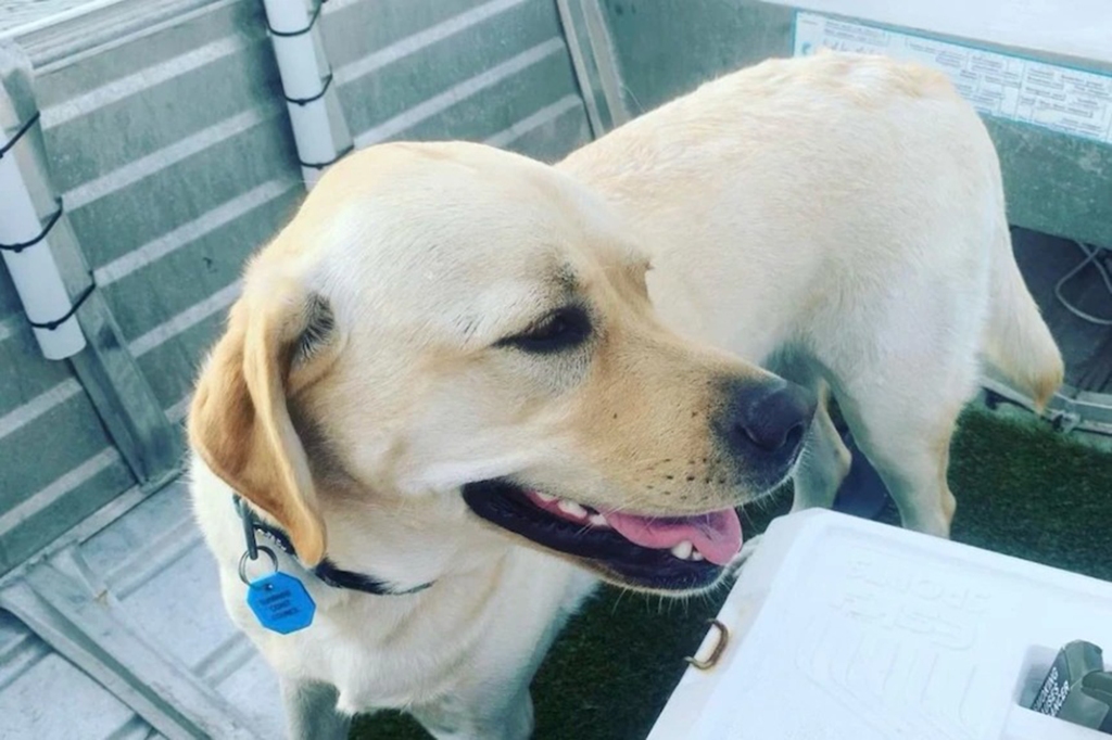 A golden labrador called Pepper was also among the dead dogs.