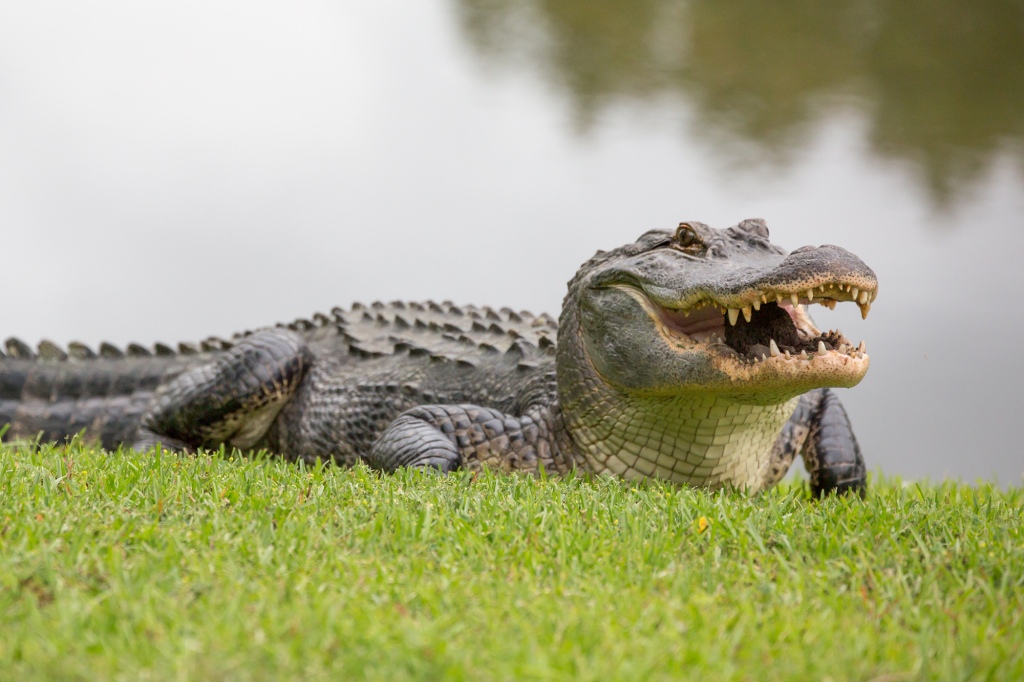 The gator, a 9 feet, 8 inch male, was captured and put down (stock image).