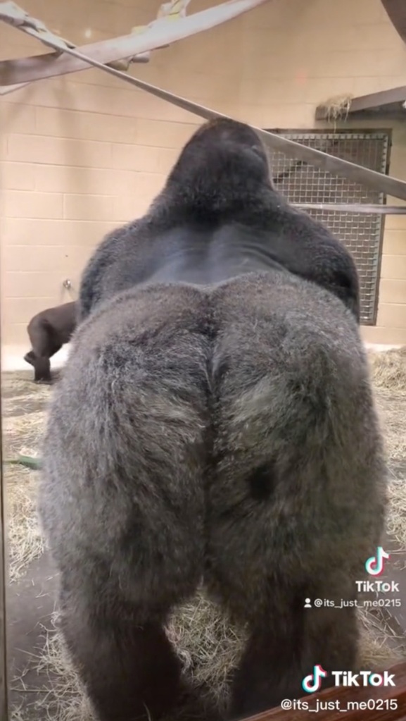 Cenzoo presents his posterior to the camera.