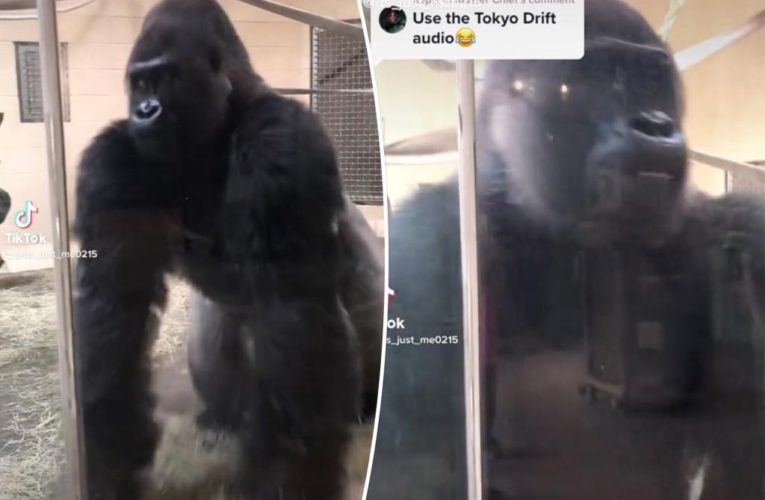 Gorilla shocks and delights zoo guests with ‘smooth’ move