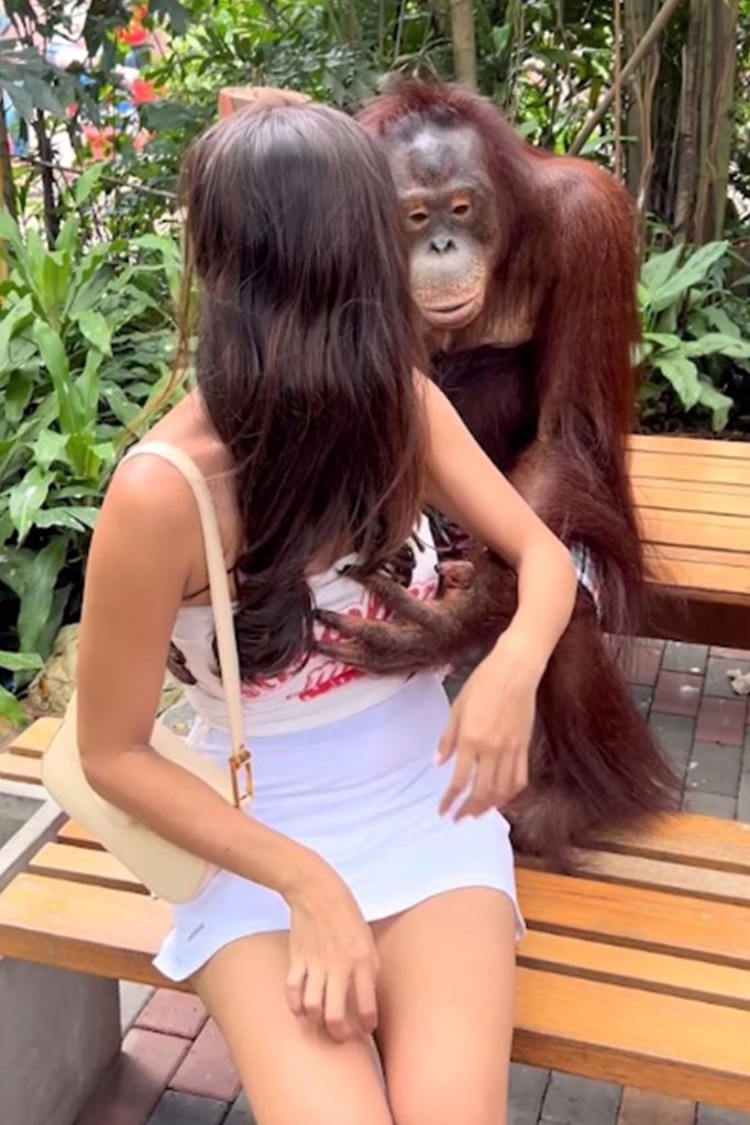Orangutan reaches around and grabs woman's breast from behind.