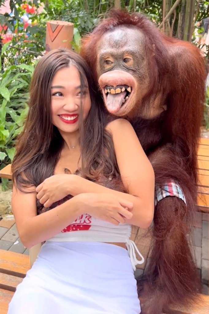 Orangutan gives a toothy smile as he gropes woman.
