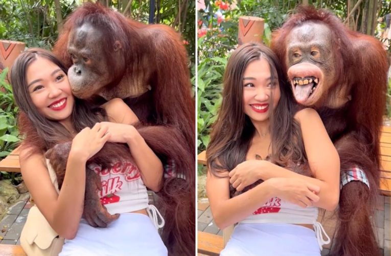 Orangutan flashes grin while groping woman’s breasts at Thailand zoo