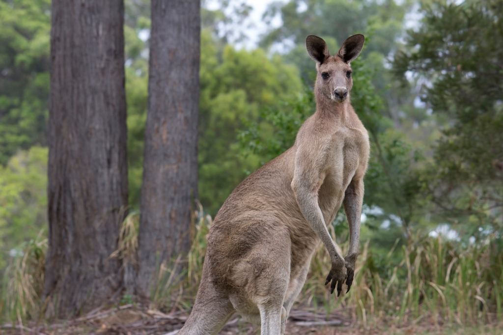 DES manager Frank Mills was surprised that most of the aggressive behavior is coming from female kangaroos. 
