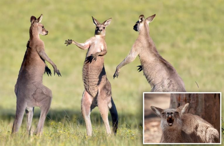 Kangaroos overrun small Australian town