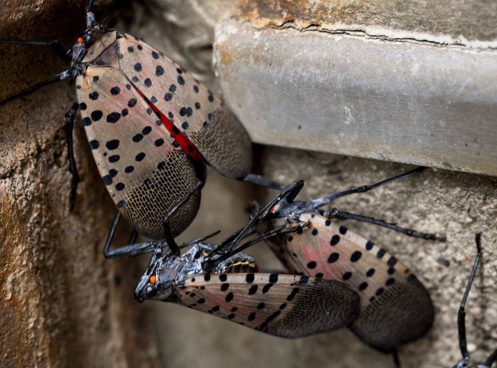 Spotted lanternflies are an invasive species that come from Asia.