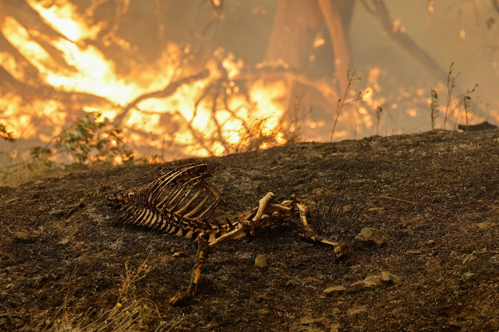 the skeletal remains of an animal with fire in the background