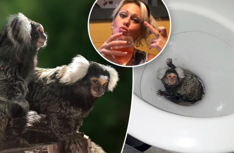 Monkey finds love after being flushed down toilet, fed cocaine