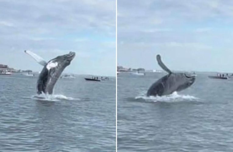 Humpback whale spotted breaching waters of Boston Harbor