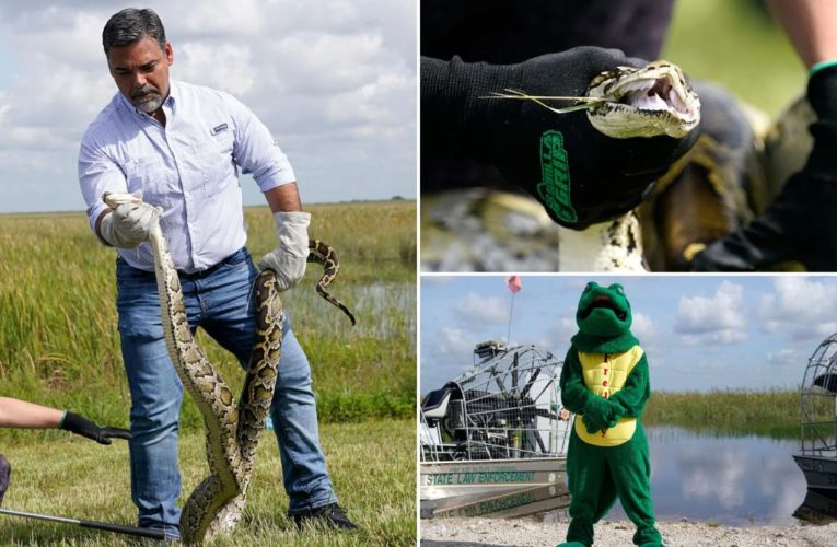 Florida python challenge brings competitors to Everglades to remove invasive snakes