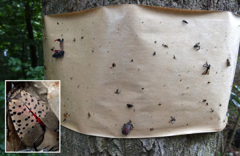 Glue traps meant to capture spotted lanternfly poses threat to birds